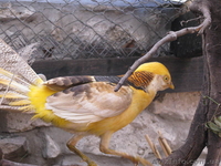 ПРОДАМ ФАЗАНОВ КУРОПАТОК - <ro>Изображение</ro><ru>Изображение</ru> #4, <ru>Объявление</ru> #824783