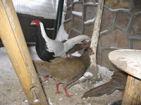 ПРОДАМ ФАЗАНОВ КУРОПАТОК - <ro>Изображение</ro><ru>Изображение</ru> #10, <ru>Объявление</ru> #824783