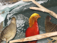 ПРОДАМ ФАЗАНОВ КУРОПАТОК - <ro>Изображение</ro><ru>Изображение</ru> #2, <ru>Объявление</ru> #824783