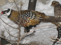 ПРОДАМ ФАЗАНОВ КУРОПАТОК - <ro>Изображение</ro><ru>Изображение</ru> #5, <ru>Объявление</ru> #824783