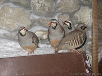 ПРОДАМ ФАЗАНОВ КУРОПАТОК - <ro>Изображение</ro><ru>Изображение</ru> #6, <ru>Объявление</ru> #824783