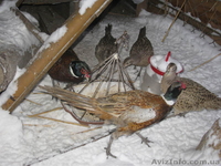 ПРОДАМ ФАЗАНОВ КУРОПАТОК - <ro>Изображение</ro><ru>Изображение</ru> #9, <ru>Объявление</ru> #824783