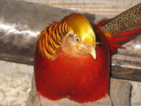 ПРОДАМ ФАЗАНОВ КУРОПАТОК - <ro>Изображение</ro><ru>Изображение</ru> #7, <ru>Объявление</ru> #824783