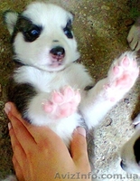 Сибирские Хаски - <ro>Изображение</ro><ru>Изображение</ru> #2, <ru>Объявление</ru> #922732