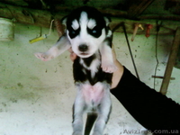 Сибирские Хаски - <ro>Изображение</ro><ru>Изображение</ru> #1, <ru>Объявление</ru> #922732