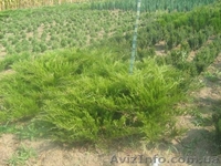 туї смарагд колумна - <ro>Изображение</ro><ru>Изображение</ru> #2, <ru>Объявление</ru> #941974