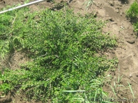 туї смарагд колумна - <ro>Изображение</ro><ru>Изображение</ru> #1, <ru>Объявление</ru> #941974