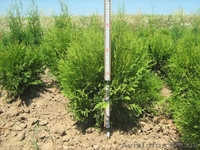 туї смарагд колумна - <ro>Изображение</ro><ru>Изображение</ru> #6, <ru>Объявление</ru> #941974