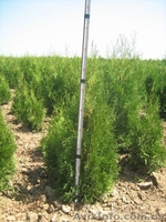 туї смарагд колумна - <ro>Изображение</ro><ru>Изображение</ru> #4, <ru>Объявление</ru> #941974