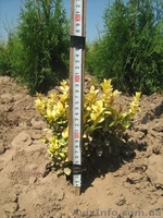 туї смарагд колумна - <ro>Изображение</ro><ru>Изображение</ru> #5, <ru>Объявление</ru> #941974