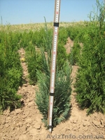 туї смарагд колумна - <ro>Изображение</ro><ru>Изображение</ru> #7, <ru>Объявление</ru> #941974