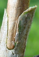 Секатор прививочный - <ro>Изображение</ro><ru>Изображение</ru> #2, <ru>Объявление</ru> #1042610