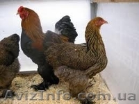 Кури Брама , циплята - <ro>Изображение</ro><ru>Изображение</ru> #3, <ru>Объявление</ru> #1122176