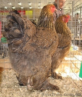 Кури Брама , циплята - <ro>Изображение</ro><ru>Изображение</ru> #4, <ru>Объявление</ru> #1122176