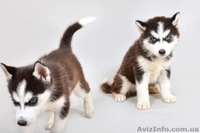 Сибирская хаски девочка, голубоглазая - <ro>Изображение</ro><ru>Изображение</ru> #2, <ru>Объявление</ru> #1126029