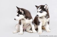 Сибирская хаски девочка, голубоглазая - <ro>Изображение</ro><ru>Изображение</ru> #3, <ru>Объявление</ru> #1126029