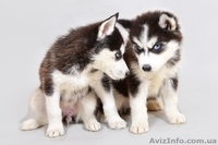 Сибирская хаски девочка, голубоглазая - <ro>Изображение</ro><ru>Изображение</ru> #4, <ru>Объявление</ru> #1126029