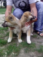 Цуценята японська акіта-іну - <ro>Изображение</ro><ru>Изображение</ru> #3, <ru>Объявление</ru> #1143613