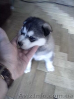 Сибірська хаскі хлопчик - <ro>Изображение</ro><ru>Изображение</ru> #1, <ru>Объявление</ru> #1161952