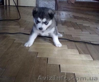 Сибірська хаскі хлопчик - <ro>Изображение</ro><ru>Изображение</ru> #2, <ru>Объявление</ru> #1161952
