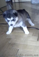 Сибірська хаскі хлопчик - <ro>Изображение</ro><ru>Изображение</ru> #3, <ru>Объявление</ru> #1161952