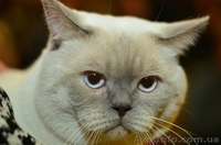 Кот приглашает на вязку - <ro>Изображение</ro><ru>Изображение</ru> #2, <ru>Объявление</ru> #1216053