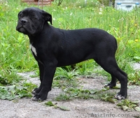 Щенки кане корсо черные девочки  - <ro>Изображение</ro><ru>Изображение</ru> #6, <ru>Объявление</ru> #1270310