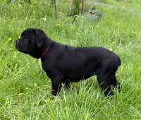 Щенки кане корсо черные девочки  - <ro>Изображение</ro><ru>Изображение</ru> #1, <ru>Объявление</ru> #1270310