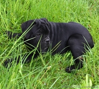 Щенки кане корсо черные девочки  - <ro>Изображение</ro><ru>Изображение</ru> #4, <ru>Объявление</ru> #1270310