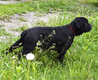 Щенки кане корсо черные девочки  - <ro>Изображение</ro><ru>Изображение</ru> #2, <ru>Объявление</ru> #1270310