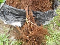 Продаю саджанці малини високоурожайної - <ro>Изображение</ro><ru>Изображение</ru> #2, <ru>Объявление</ru> #1346819