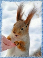 Продам взрослых белок и бельчат! - <ro>Изображение</ro><ru>Изображение</ru> #1, <ru>Объявление</ru> #1453981