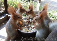 Продам взрослых белок и бельчат! - <ro>Изображение</ro><ru>Изображение</ru> #5, <ru>Объявление</ru> #1453981