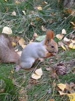 Продам взрослых белок и бельчат! - <ro>Изображение</ro><ru>Изображение</ru> #6, <ru>Объявление</ru> #1453981