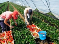  В Польшу на сбор земляники нужны работники - <ro>Изображение</ro><ru>Изображение</ru> #2, <ru>Объявление</ru> #1477513