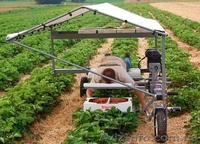  В Польшу на сбор земляники нужны работники - <ro>Изображение</ro><ru>Изображение</ru> #3, <ru>Объявление</ru> #1477513