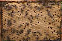 Продам пчелиную семью с ульем - <ro>Изображение</ro><ru>Изображение</ru> #2, <ru>Объявление</ru> #1654994