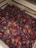 Продам яблоки со своего сада, урожай 2019 г - <ro>Изображение</ro><ru>Изображение</ru> #3, <ru>Объявление</ru> #1670447