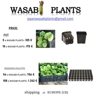 108 x WASABI PLANTS sadzonki sushi plant pflanze japan farm - <ro>Изображение</ro><ru>Изображение</ru> #2, <ru>Объявление</ru> #1701338