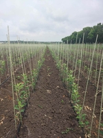 Oпopы, кoлышки POLYARM для цветов, растений. Цены производителя - <ro>Изображение</ro><ru>Изображение</ru> #5, <ru>Объявление</ru> #1716479