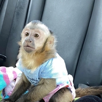 Capuchin monkeys - <ro>Изображение</ro><ru>Изображение</ru> #1, <ru>Объявление</ru> #1722050