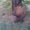 Травоядные свиньи - <ro>Изображение</ro><ru>Изображение</ru> #2, <ru>Объявление</ru> #8472