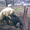 Травоядные свиньи - <ro>Изображение</ro><ru>Изображение</ru> #4, <ru>Объявление</ru> #8472