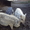 Травоядные свиньи мангалица - <ro>Изображение</ro><ru>Изображение</ru> #3, <ru>Объявление</ru> #32691