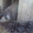 Травоядные свиньи мангалица - <ro>Изображение</ro><ru>Изображение</ru> #2, <ru>Объявление</ru> #32691