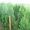 Хвойные декоративные деревя и кусты для  озеленения - <ro>Изображение</ro><ru>Изображение</ru> #4, <ru>Объявление</ru> #65020