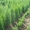 Хвойные декоративные деревя и кусты для  озеленения - <ro>Изображение</ro><ru>Изображение</ru> #2, <ru>Объявление</ru> #65020