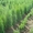   Хвойни декоративные деревя и кусты для  озеленения - <ro>Изображение</ro><ru>Изображение</ru> #1, <ru>Объявление</ru> #63950