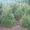   Хвойни декоративные деревя и кусты для  озеленения - <ro>Изображение</ro><ru>Изображение</ru> #4, <ru>Объявление</ru> #63950