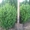   Хвойни декоративные деревя и кусты для  озеленения - <ro>Изображение</ro><ru>Изображение</ru> #5, <ru>Объявление</ru> #63950